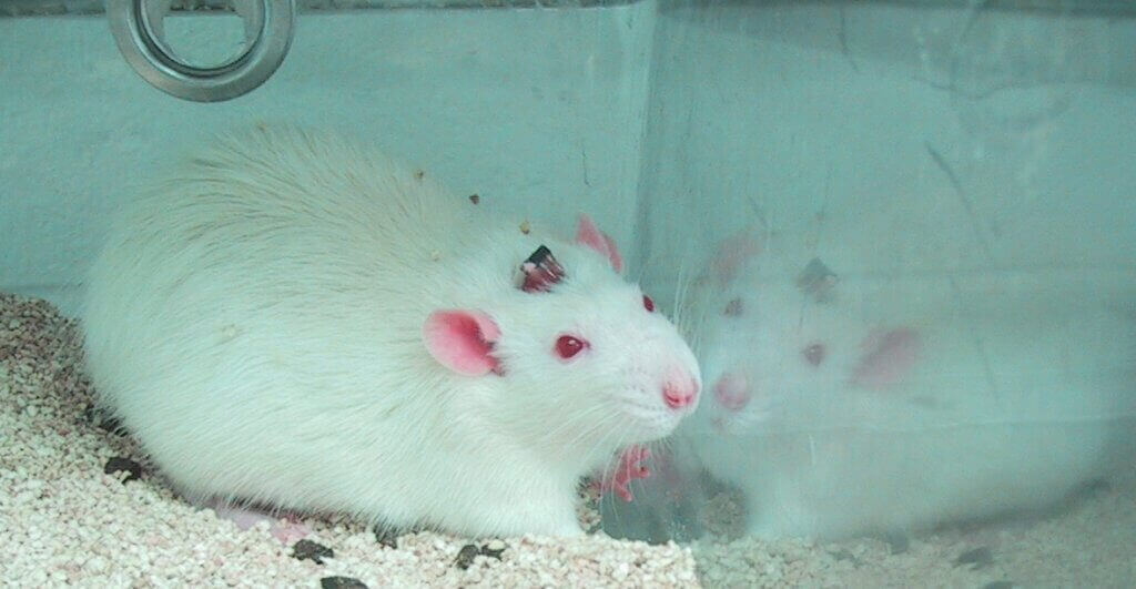 A white rat with staples in their head