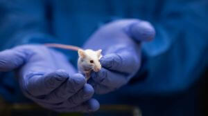 Two blue gloved hands holding a small white mouse