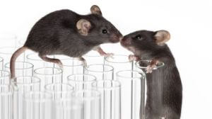 Two black mice touching noses