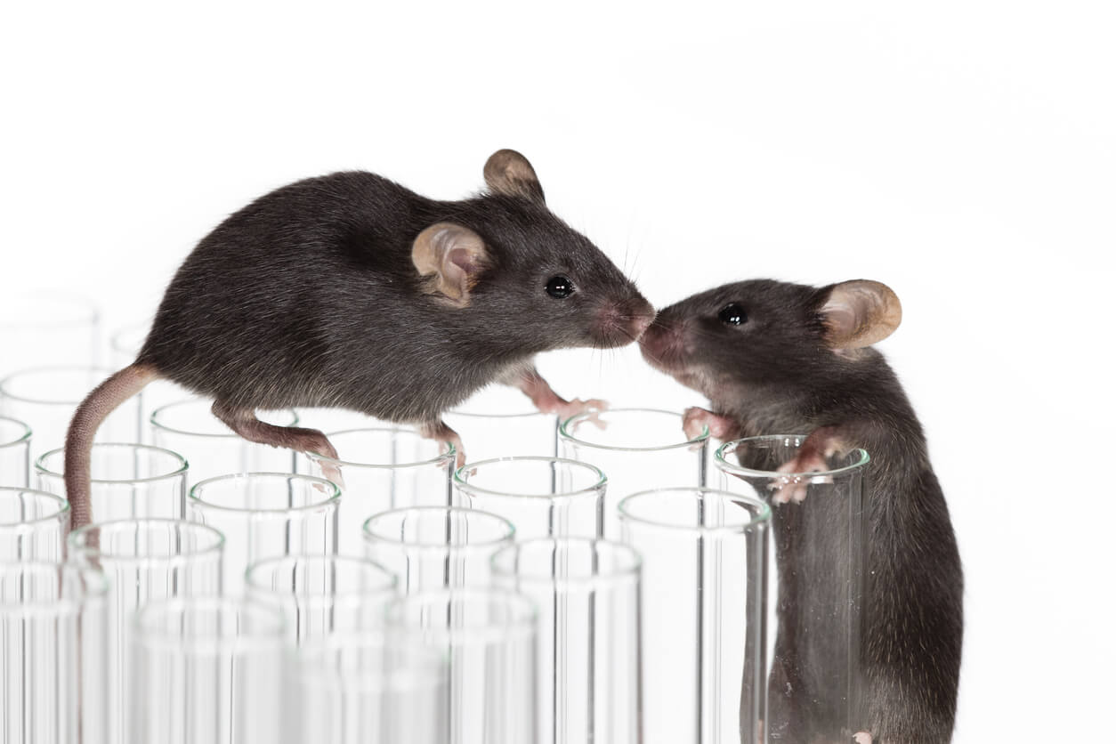 Two black mice touching noses