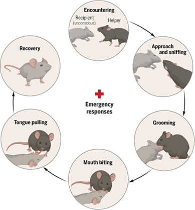 A chart showing mouse emergency responses