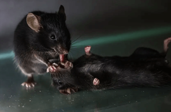 A mouse administering first aid