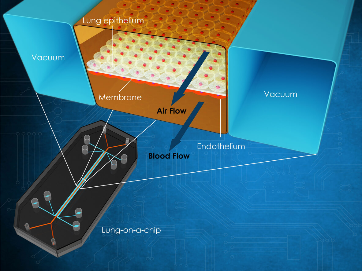 Organ on a chip diagram