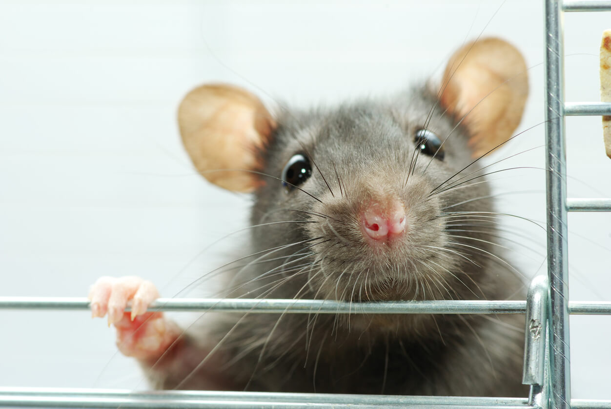 Grey mouse closeup