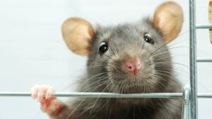 a grey mouse looking from a cage
